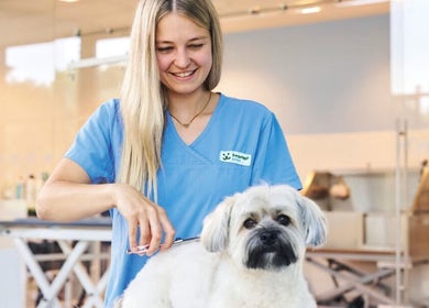 Friseurin bei Fressnapf Salon Moers, Katze, Moers, Nordrhein-westfalen, DE, schneidet weißen Hund.
