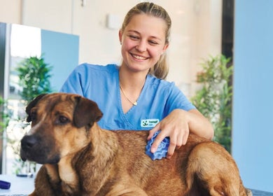 Pflege in der Fressnapf Salon Moers, Katze, Moers, Nordrhein-westfalen, DE: glücklicher Hundepflege.