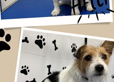 Cute dog at Pawlour Spa - Dog Groomers, London, England, GB awaiting grooming.