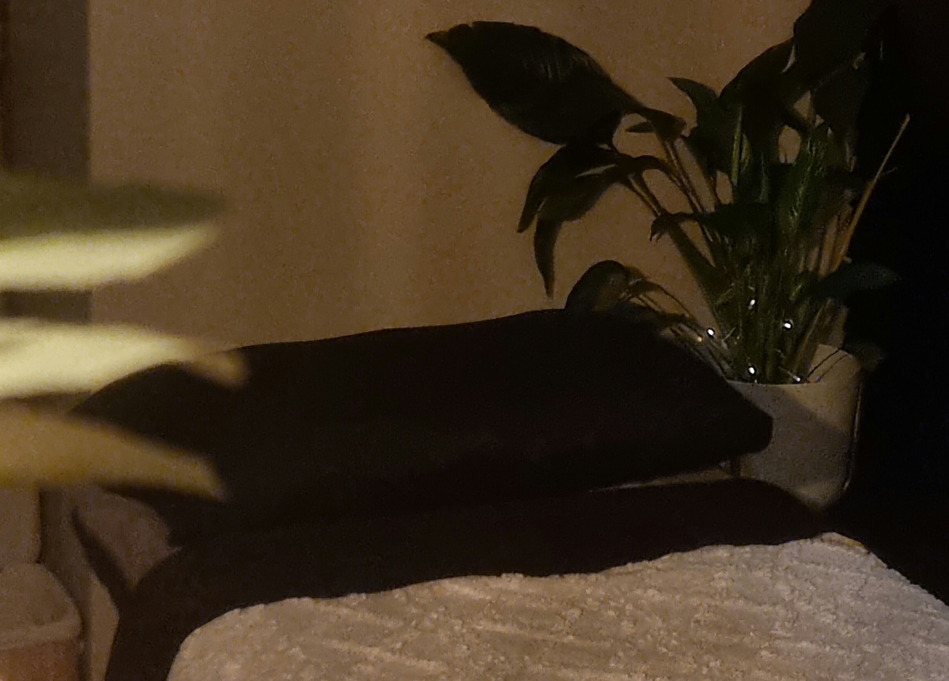 A serene spa room at Bee Revived in Manchester, England, GB, featuring a plush massage bed and lush greenery.