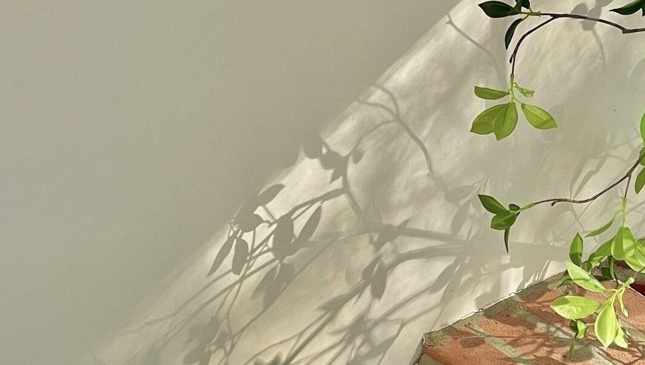 Shadows of leafy plants on a sunlit wall at ZozoStudio in Vancouver, British Columbia, CA.