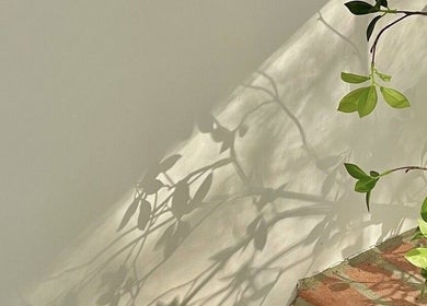 Shadows of leafy plants on a sunlit wall at ZozoStudio in Vancouver, British Columbia, CA.