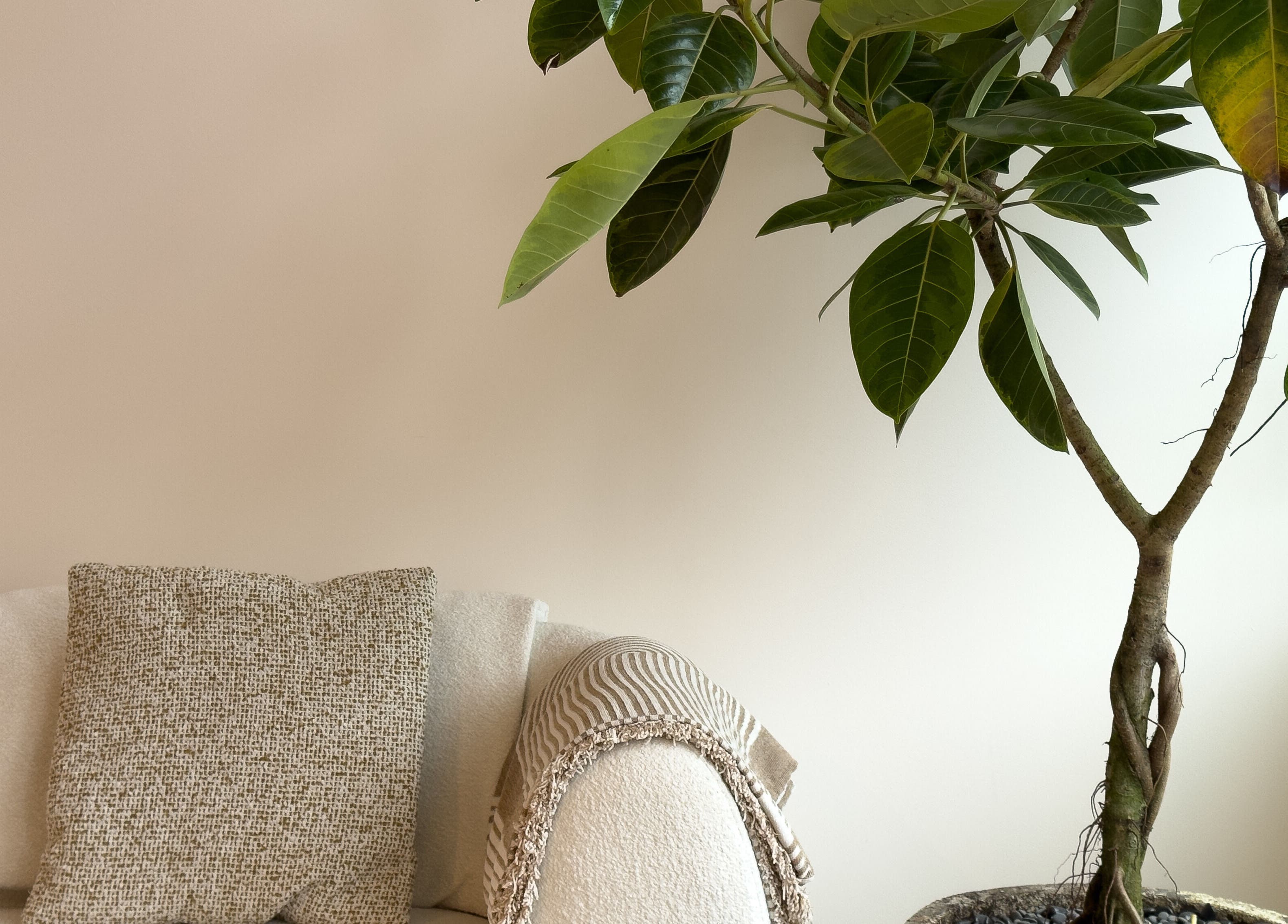Peaceful lounge area at The Usual Lash, Darien, Connecticut, US with soft couch and indoor plant.