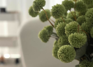 Green pom-pom flowers at The Skin & Soul Spa, Eastgardens, New South Wales, AU.