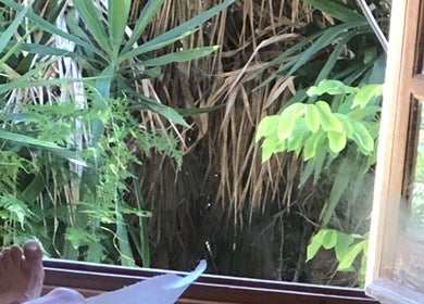 Vista relajante desde Cris Falcão Beauty PMU, Cambrils, Cataluña, ES. Lujosos verdes para un ambiente sereno.