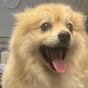 Pup Suey Dog Grooming