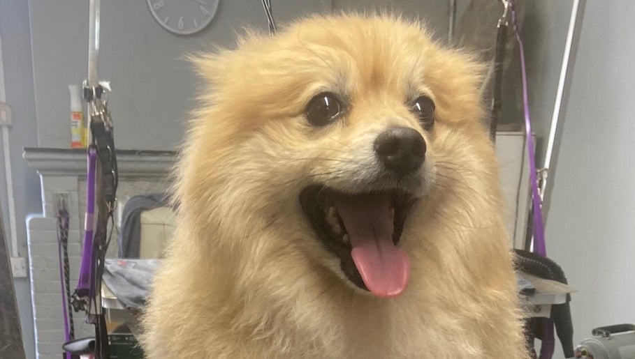 Pup Suey Dog Grooming image 1