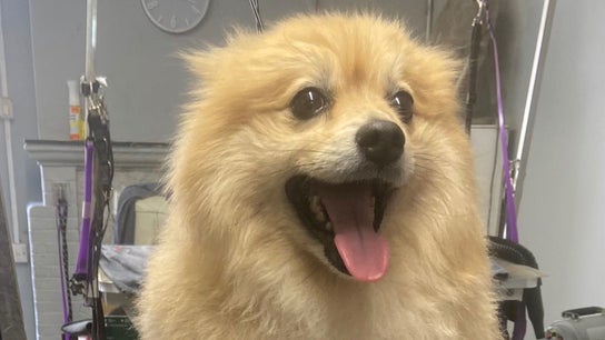 Pup Suey Dog Grooming
