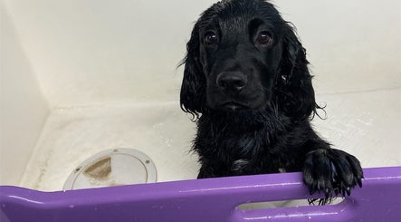 Pup Suey Dog Grooming image 2