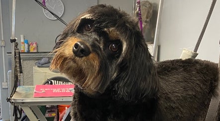 Pup Suey Dog Grooming image 3