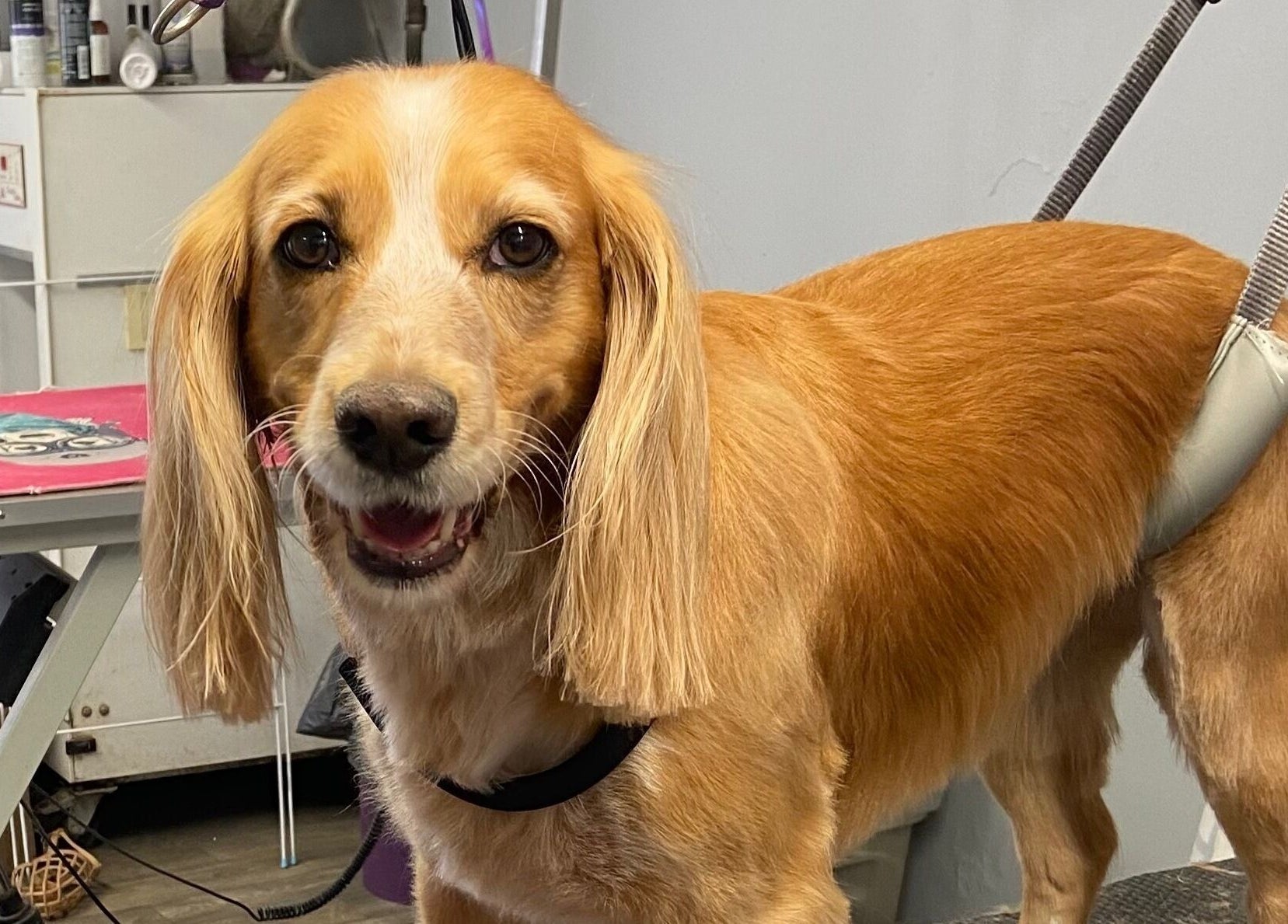 Happy dog freshly groomed at Pup Suey Dog Grooming, Devizes, England, GB.