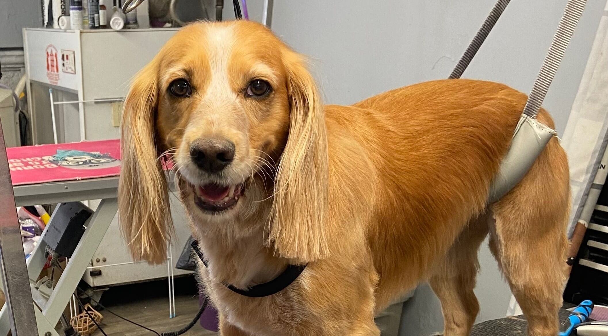 Happy dog freshly groomed at Pup Suey Dog Grooming, Devizes, England, GB.