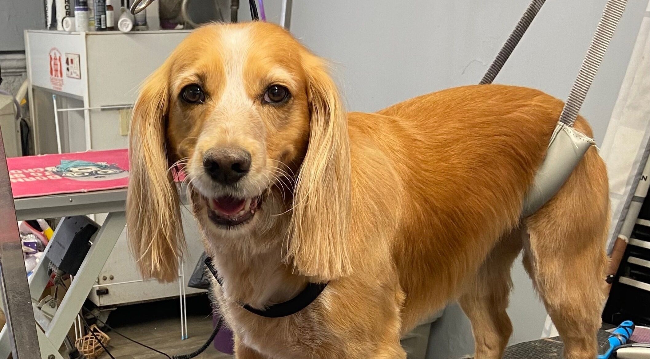 Happy dog freshly groomed at Pup Suey Dog Grooming, Devizes, England, GB.