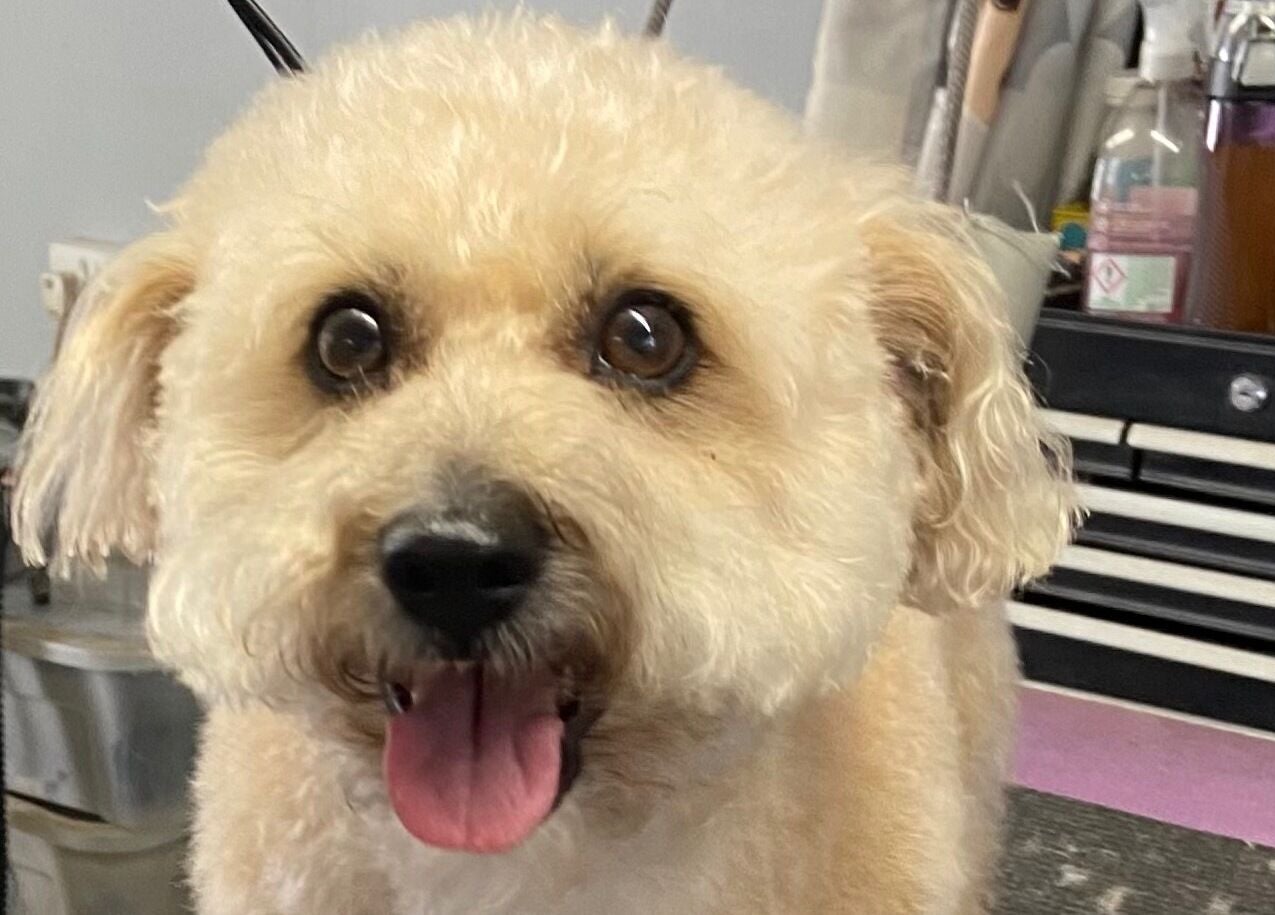 Cheerful poodle at Pup Suey Dog Grooming, Devizes, England, GB, with grooming tools in background.