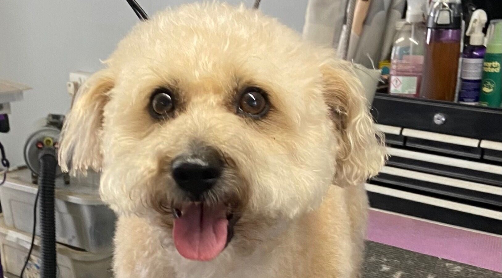 Cheerful poodle at Pup Suey Dog Grooming, Devizes, England, GB, with grooming tools in background.