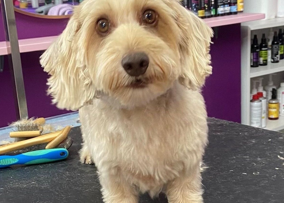 Fluffy dog on grooming table at Pup Suey Dog Grooming, Devizes, England, GB with tools visible.
