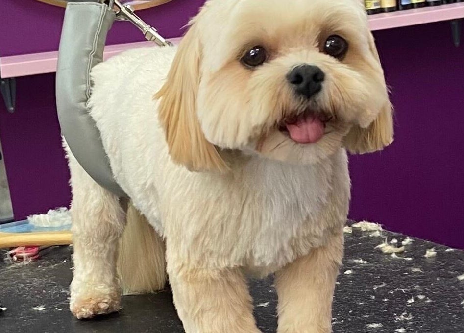 Adorably groomed small dog at Pup Suey Dog Grooming, Devizes, England, GB.