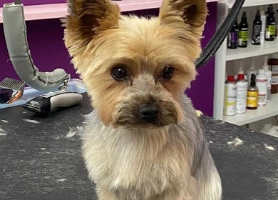A freshly groomed dog sits on a table at Pup Suey Dog Grooming in Devizes, England, GB.