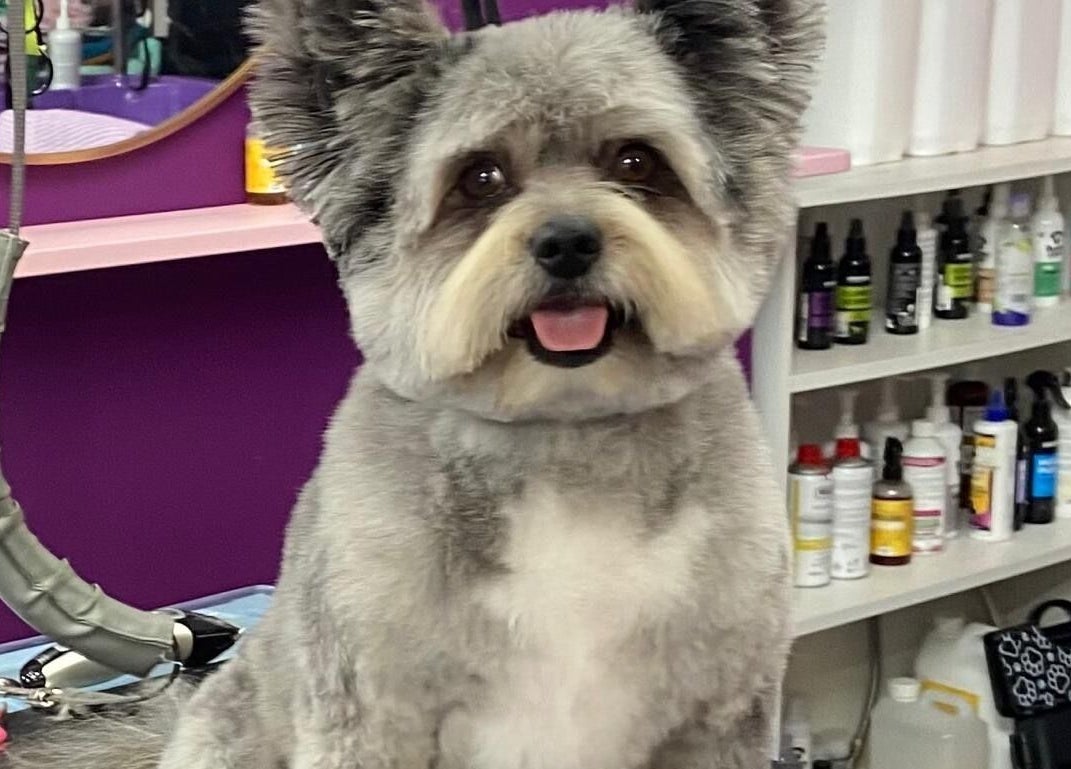 Charming dog post-grooming at Pup Suey Dog Grooming, Devizes, England, GB. Cozy, stylish salon.