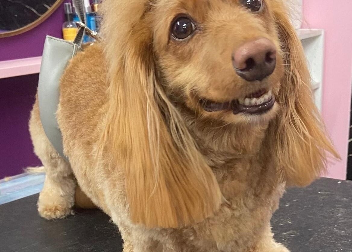 Happy dog on grooming table at Pup Suey Dog Grooming, Devizes, England, GB. Professional pet care service.