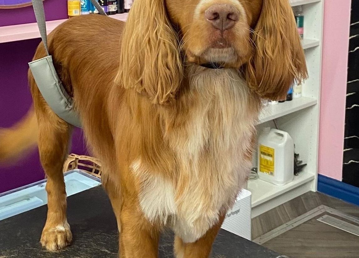 Freshly groomed dog at Pup Suey Dog Grooming, Devizes, England, GB service.