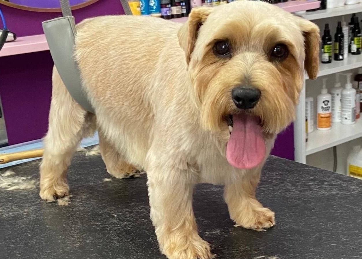 Happy dog being groomed at Pup Suey Dog Grooming, Devizes, England, GB. Clean and professional pet care setting.
