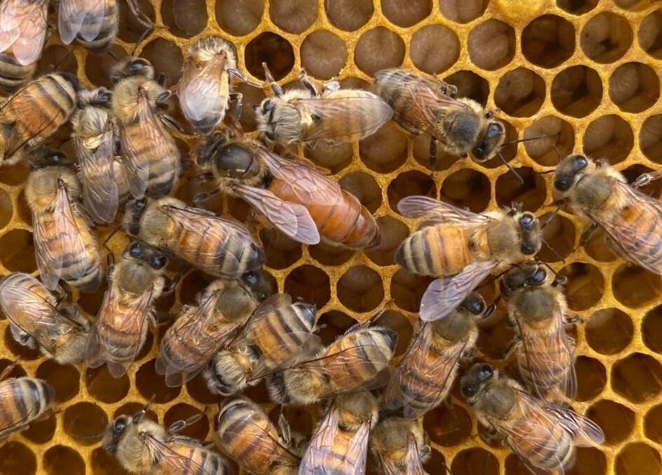Close-up of bees on honeycomb at Bee Alive, Mullumbimby, New South Wales, AU.