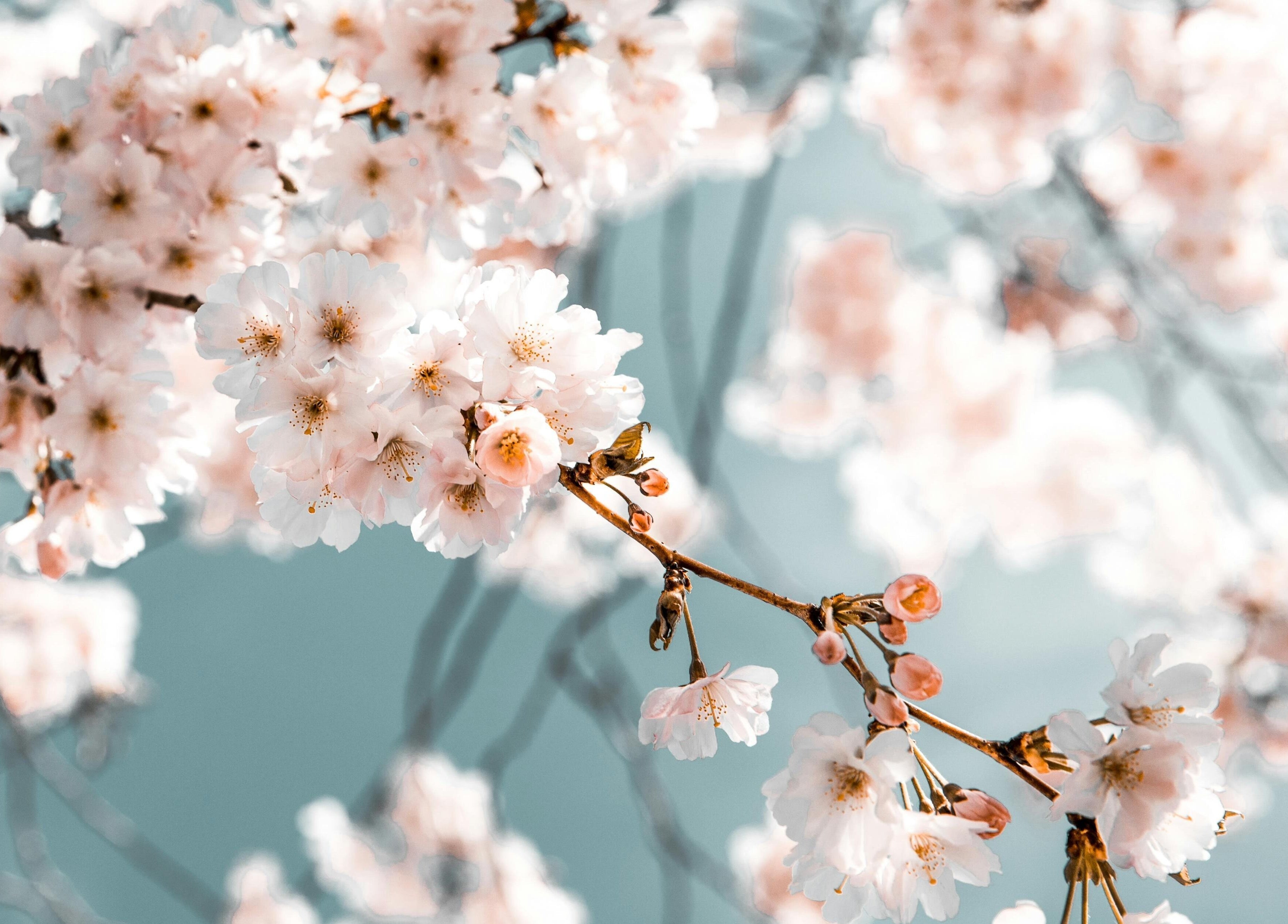 Cherry blossoms at Ancient Art - Chinese Massage, Bendigo, Victoria, AU. Embrace tranquility and natural beauty.