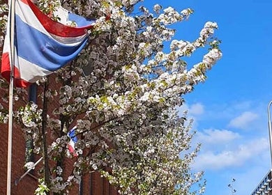 Vlag en bloeiende bomen bij Hatthapon Thaise Therapeutische Massage en Wellness in Delft, Zuid-holland, NL.