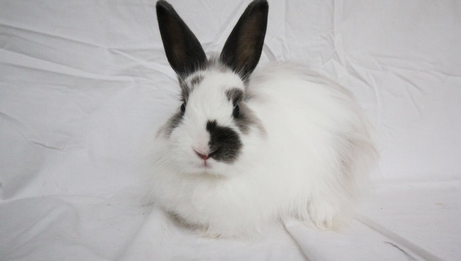 Fluff & Flop Rabbit Grooming image 1