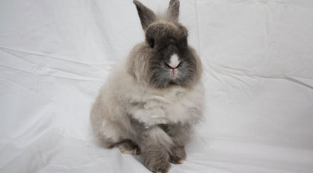 Fluff & Flop Rabbit Grooming image 2