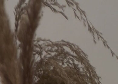 Natural dried plants decor at JLP Studio, Morpeth, England, GB enhancing a serene ambiance.