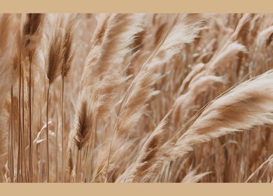 Soft pampas grass in The Small Massage Room, Thurso, Highlands, GB, creating a serene ambiance.