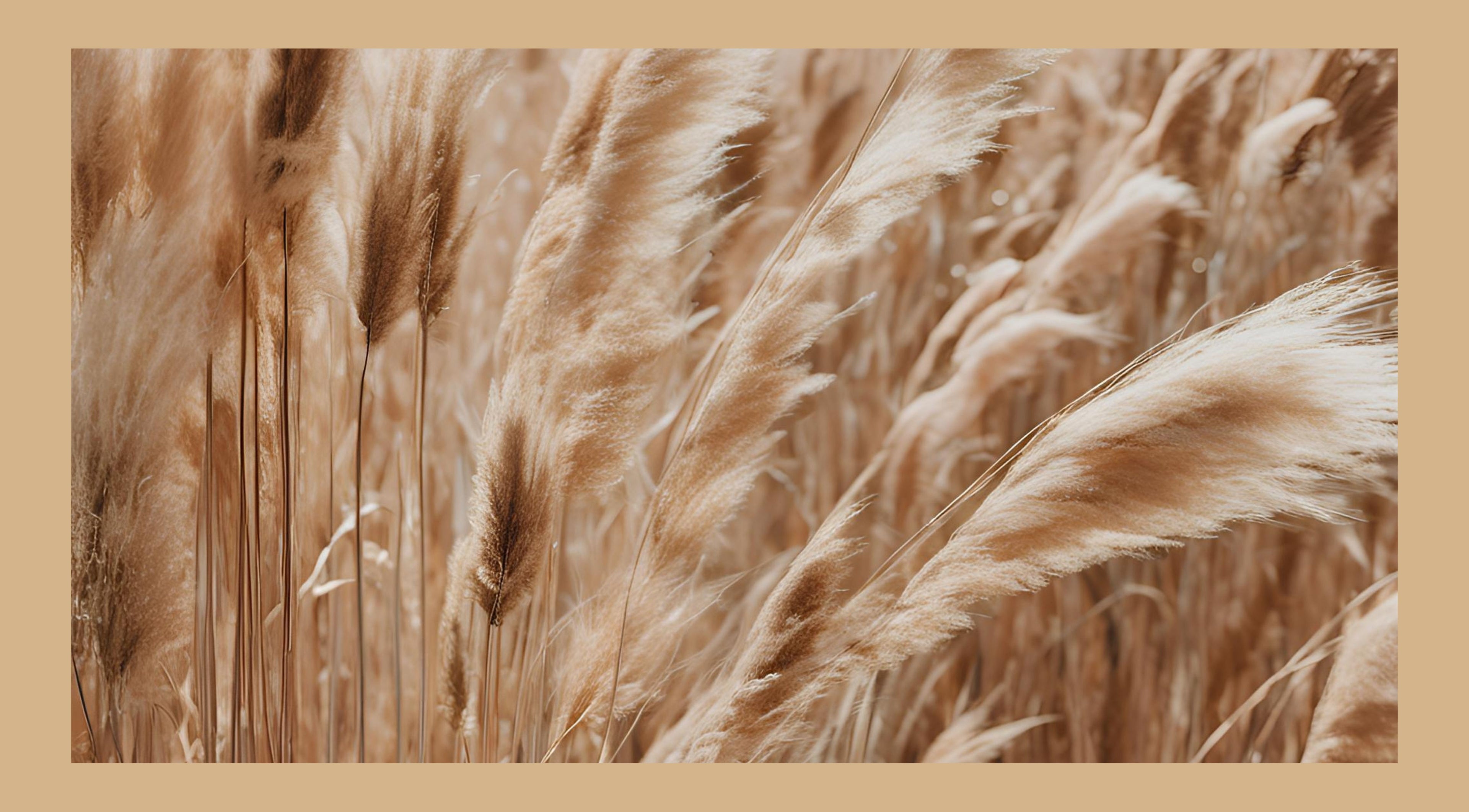 Golden pampas grass sways gently at Massage Clinik, Edinburgh, Scotland, GB, creating a serene atmosphere.