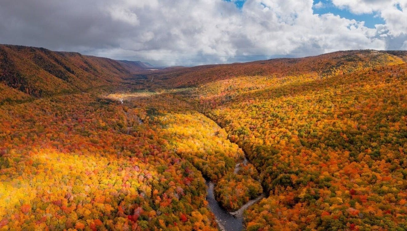 Scenic aerial view of a vibrant autumn forest with a winding river, near Szluka Cecília frissítőmasszőr, Budapest, Magyar, HU.