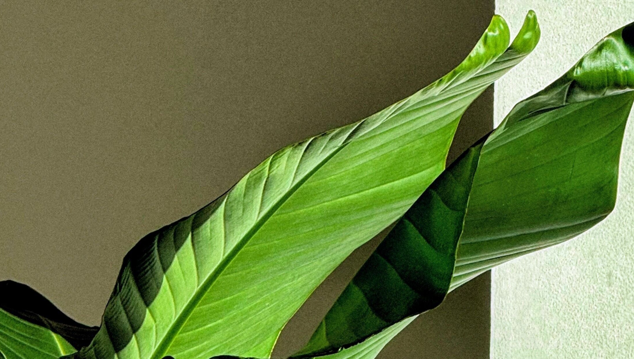 Tropické listy v Noéme, Jihomoravský Kraj, CZ, vytvářejí klidnou atmosféru.