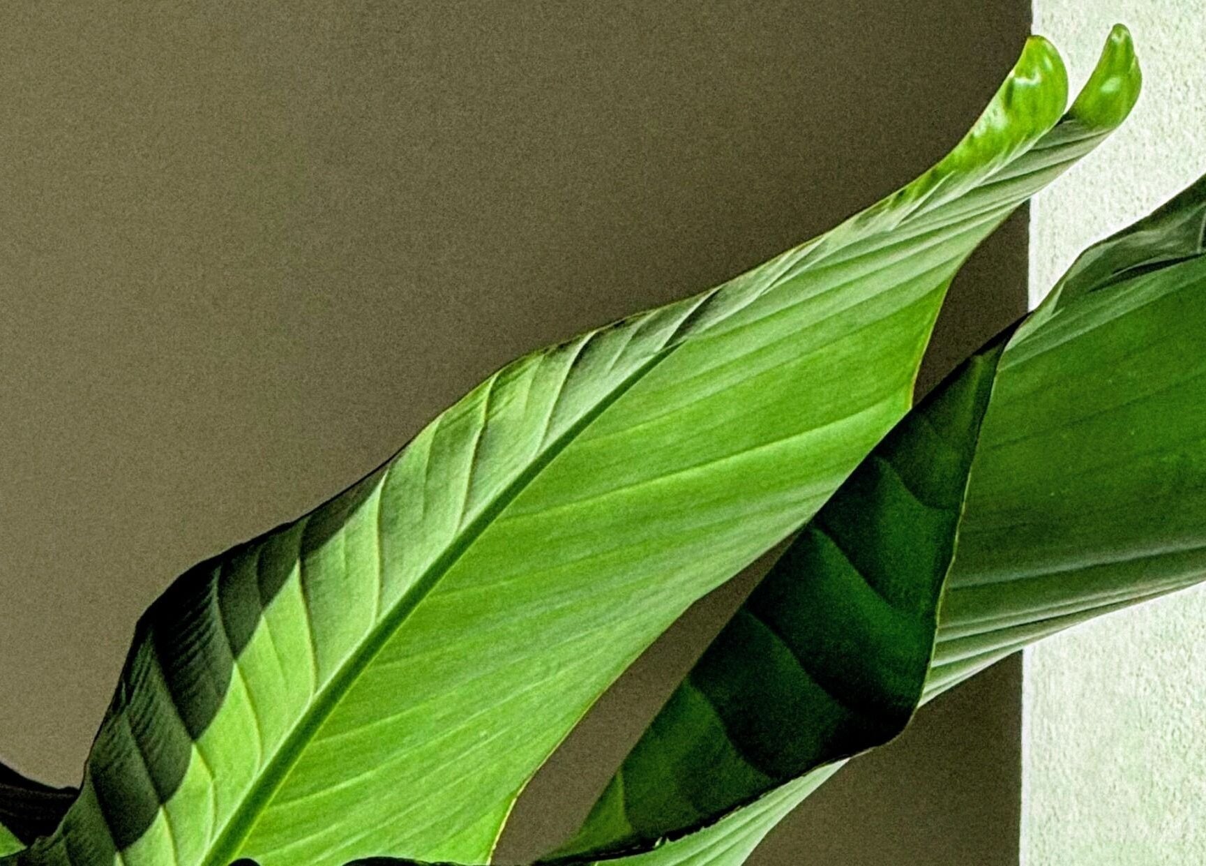 Tropické listy v Noéme, Jihomoravský Kraj, CZ, vytvářejí klidnou atmosféru.