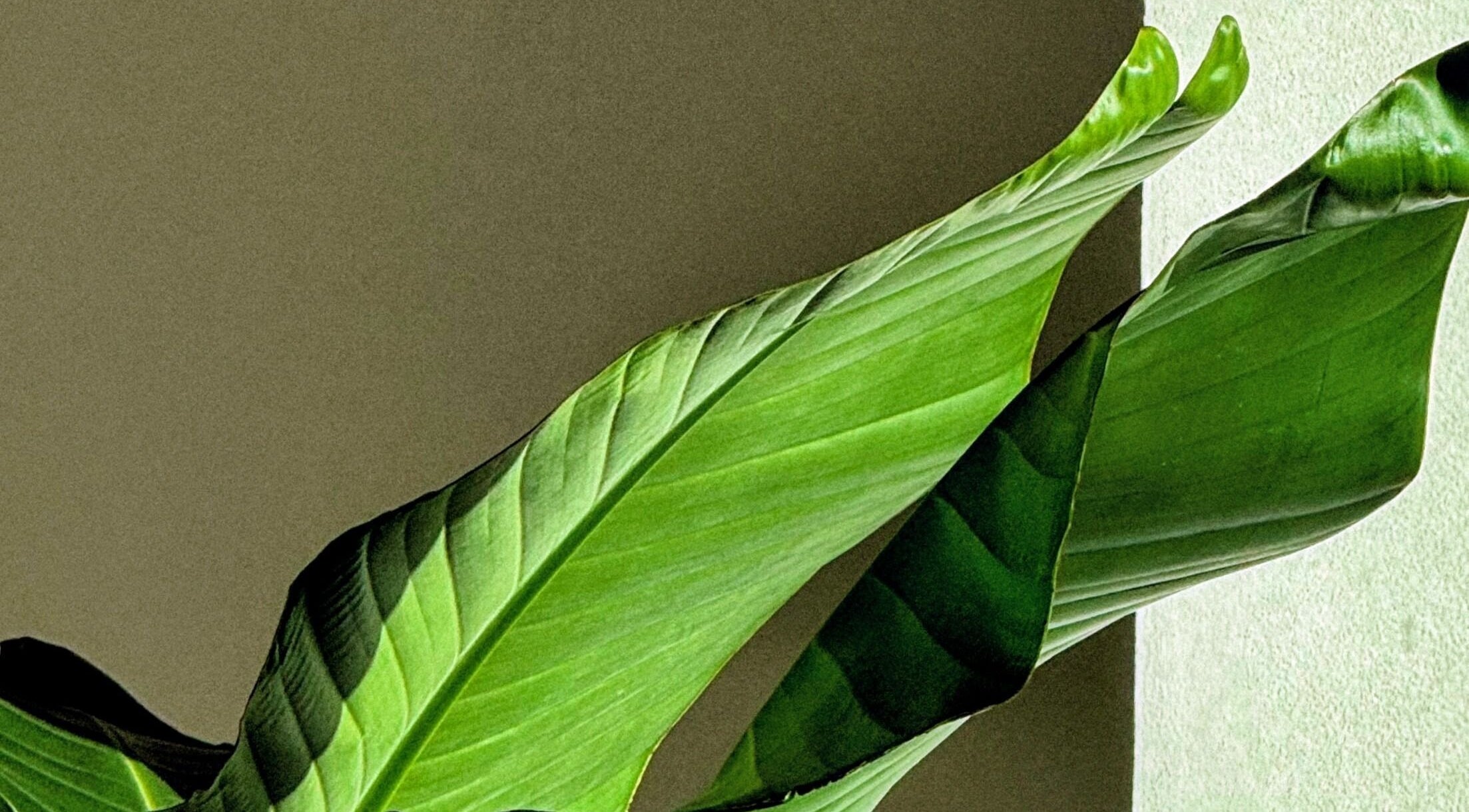 Tropické listy v Noéme, Jihomoravský Kraj, CZ, vytvářejí klidnou atmosféru.