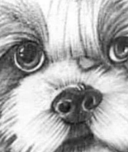 Pup Suey image 2