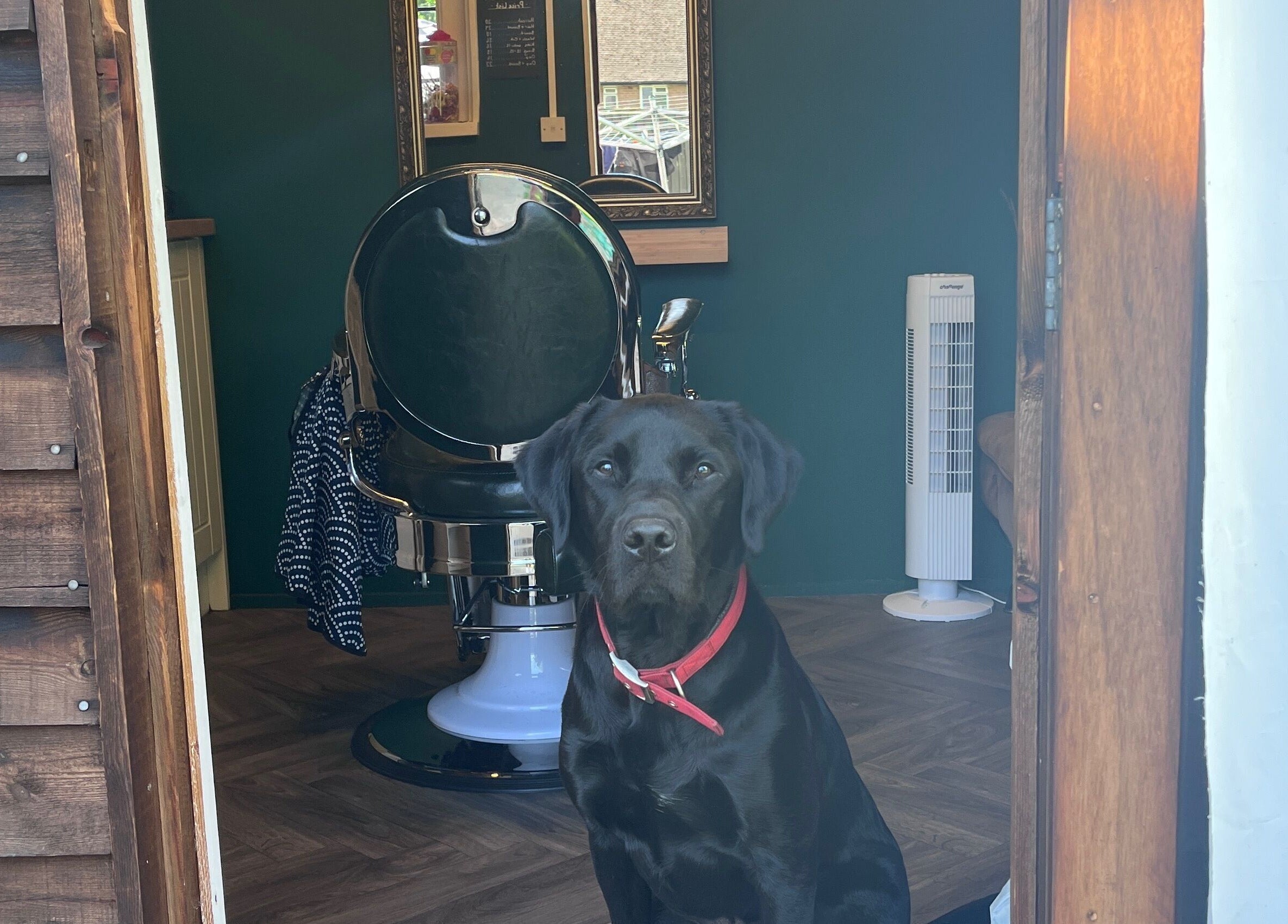 A black dog sits outside Cabin Barbers in Chessington, England, GB, with a barbershop chair inside.