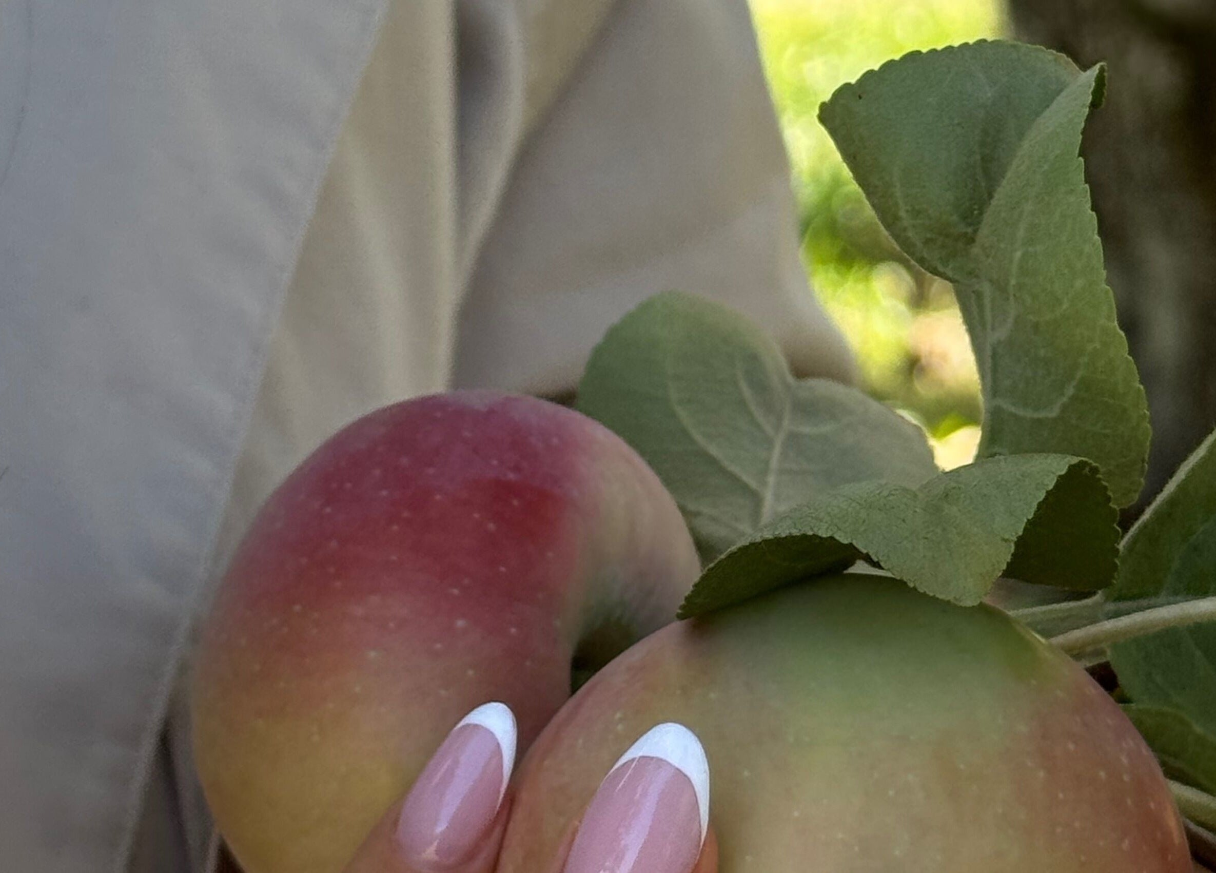 Main avec manucure française tenant des pommes chez Onglerie Dynastie, Laval, Québec, CA.