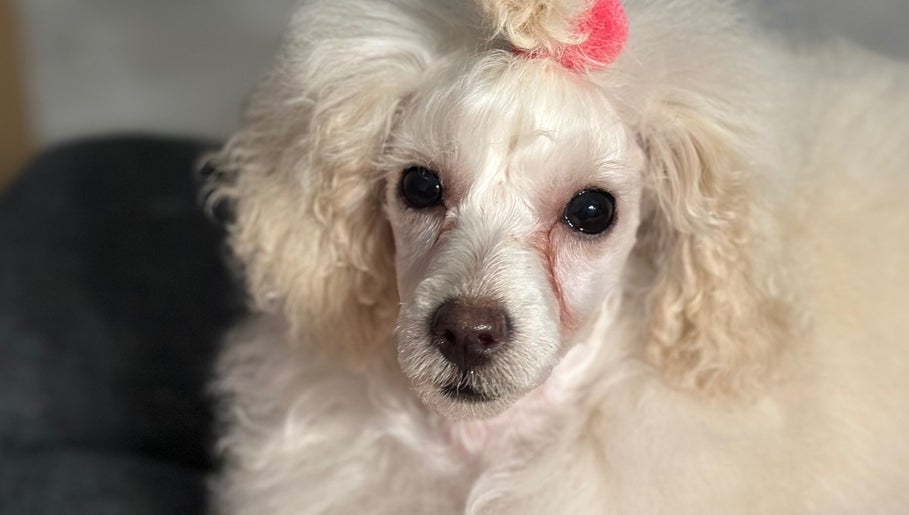 Elegant poodle with bow at Pink Paws Pet Spa, Heddon Greta, New South Wales, AU offering premium pet grooming.