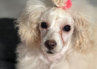 Elegant poodle with bow at Pink Paws Pet Spa, Heddon Greta, New South Wales, AU offering premium pet grooming.