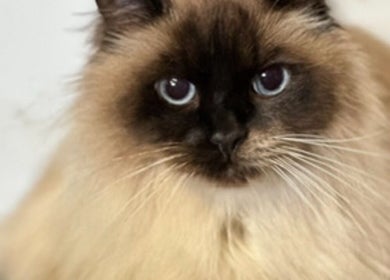 Fluffy cat at Pink Paws Pet Spa, Heddon Greta, New South Wales, AU enjoying a relaxing spa day.
