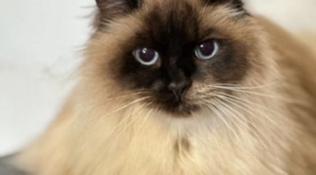 Fluffy cat at Pink Paws Pet Spa, Heddon Greta, New South Wales, AU enjoying a relaxing spa day.