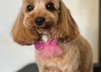 Adorably groomed dog with pink bow at Pink Paws Pet Spa, Heddon Greta, New South Wales, AU.