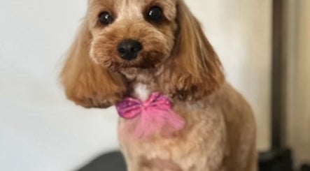 Adorably groomed dog with pink bow at Pink Paws Pet Spa, Heddon Greta, New South Wales, AU.