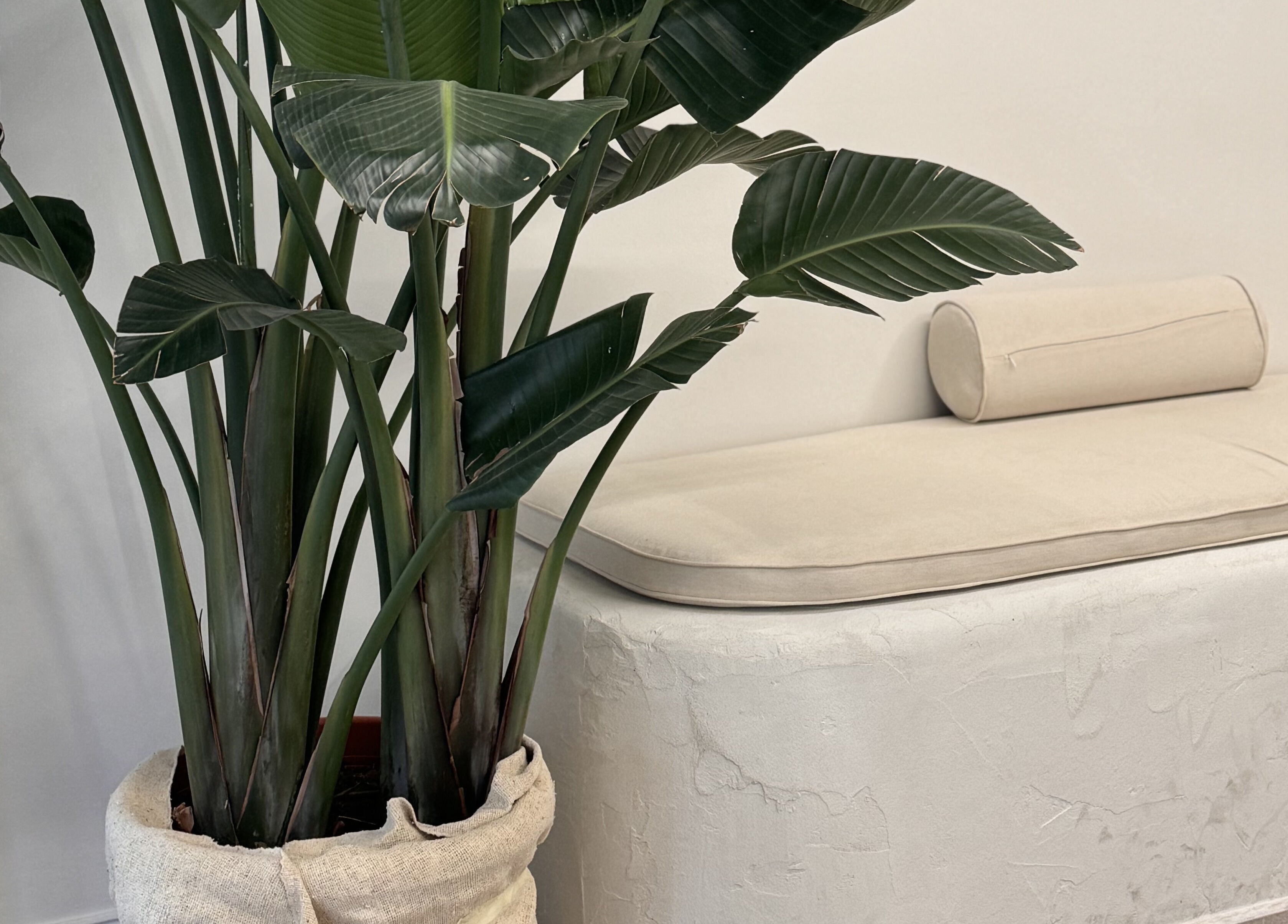 Lush green plant and beige seating in Usee Tattoo Studio, Berlin, Berlin, DE.