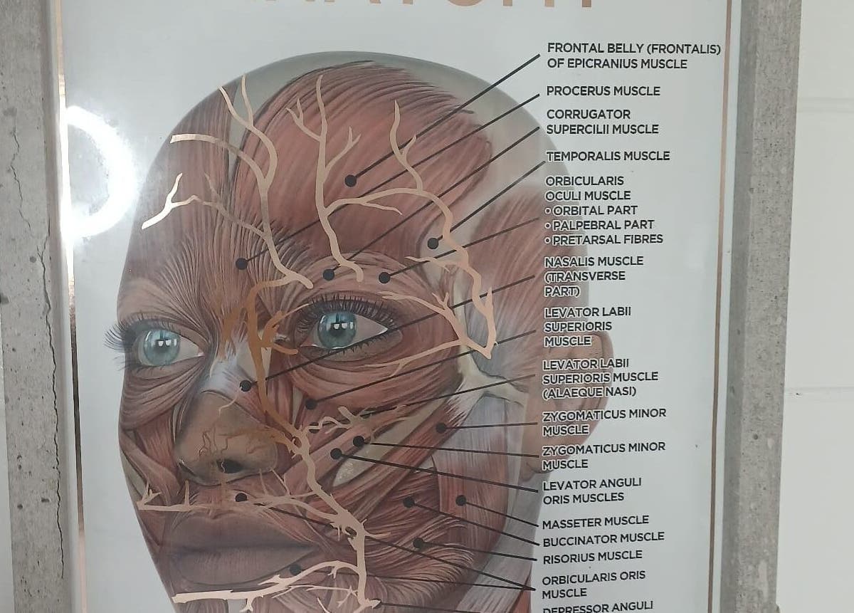 Detailed muscle anatomy chart at Shine By S, Peterborough, England, GB showcasing facial structure.
