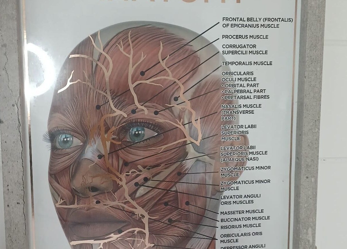 Detailed muscle anatomy chart at Shine By S, Peterborough, England, GB showcasing facial structure.